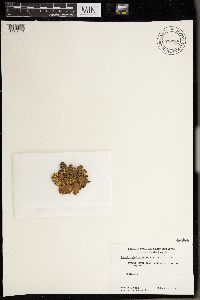 Pseudocyphellaria aurata image