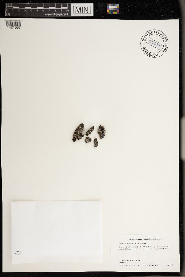 Amygdalaria panaeola image