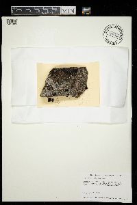 Amygdalaria panaeola image