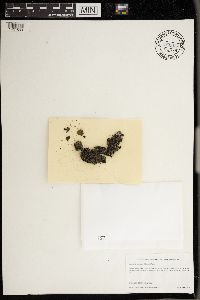 Anaptychia palmulata image