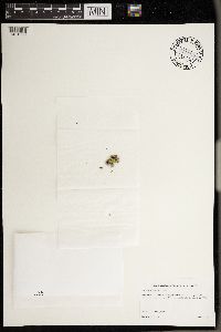 Chaenotheca furfuracea image