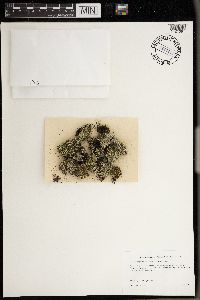 Cladonia caespiticia image