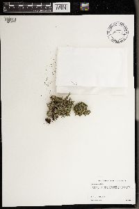 Cladonia squamosa image