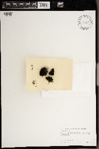 Media resource of Enchylium tenax