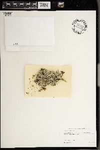 Flavoparmelia caperata image