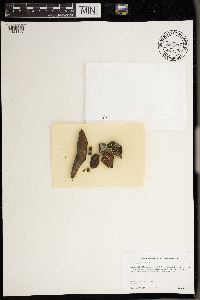 Lecanora epanora image