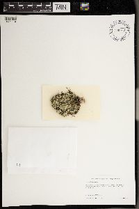 Lepraria membranacea image