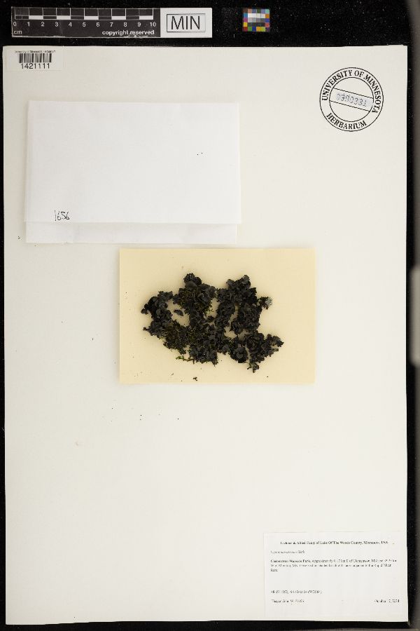 Leptogium arsenei image