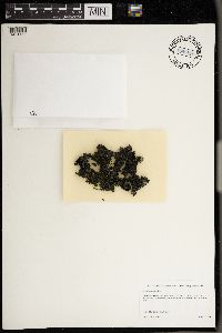 Media resource of Leptogium arsenei