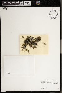 Leptogium cyanescens image