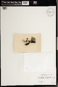 Lichinella nigritella image