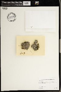 Parmelia squarrosa image