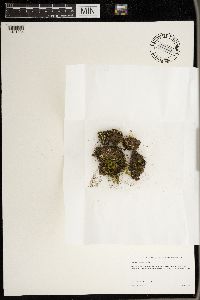 Peltigera evansiana image