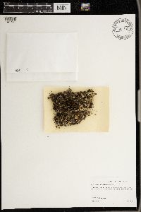 Peltigera praetextata image