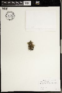 Phaeophyscia rubropulchra image