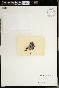 Physconia subpallida image