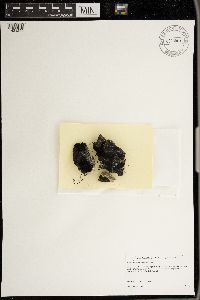 Placynthium asperellum image