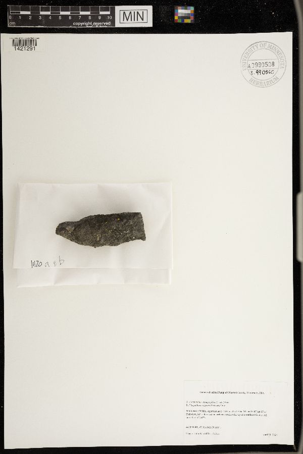 Placynthium stenophyllum image