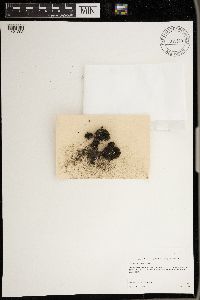 Psora decipiens image