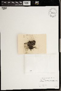 Psora decipiens image