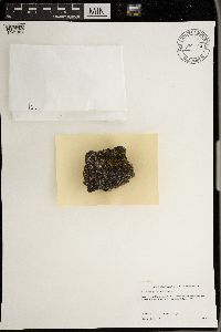 Psorula rufonigra image