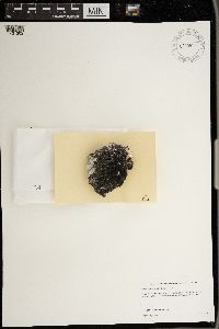 Psorula rufonigra image