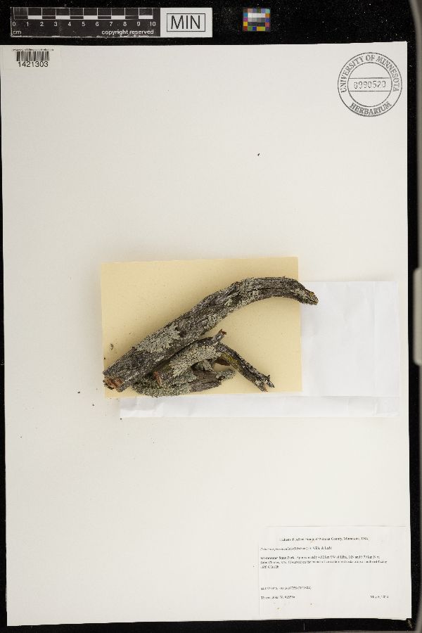 Punctelia perreticulata image