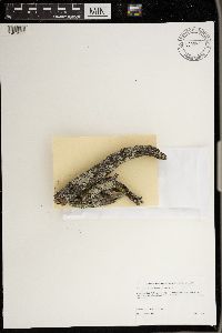 Media resource of Punctelia perreticulata