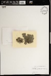 Punctelia subflava image