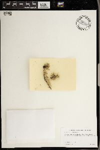 Ramalina intermedia image