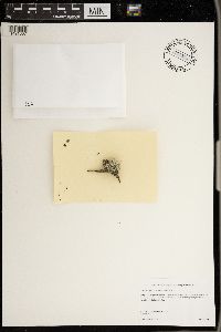 Ramalina roesleri image