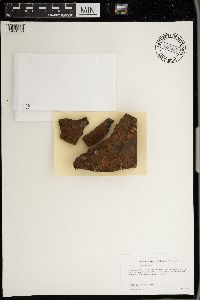 Rhizocarpon oederi image