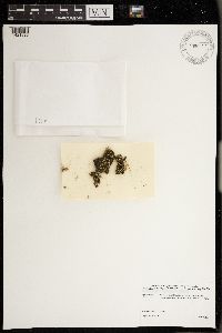 Media resource of Leptogium tenuissimum