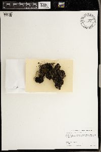 Media resource of Leptogium teretiusculum