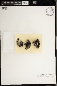 Synalissa ramulosa image