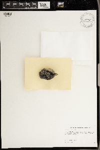 Synalissa ramulosa image