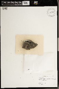 Thyrea confusa image