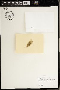 Usnea rubicunda image