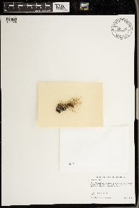 Usnea rubicunda image