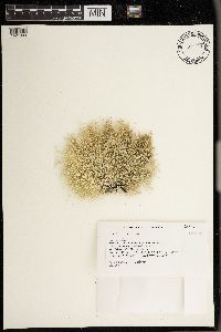 Alectoria imshaugii image