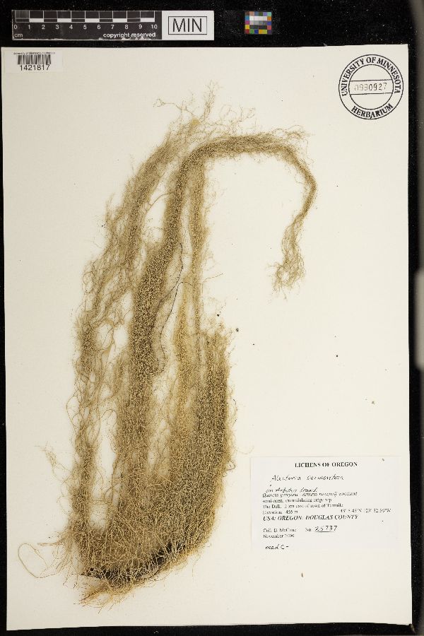 Alectoria sarmentosa image