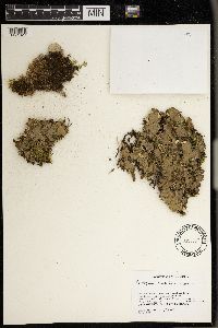 Peltigera evansiana image