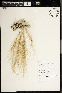 Usnea subgracilis image
