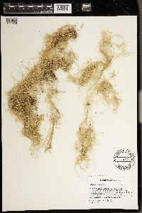 Usnea subgracilis image