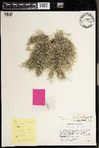 Usnea diplotypus image