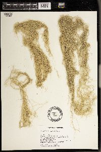 Alectoria sarmentosa image