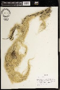 Alectoria sarmentosa image