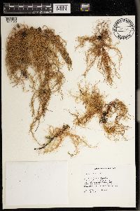Usnea rubicunda image
