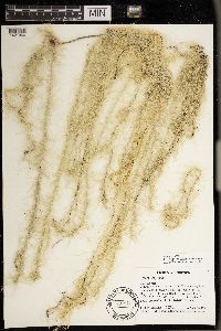 Usnea longissima image