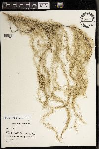 Usnea longissima image
